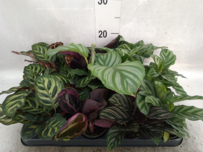 Calathea   ...mix