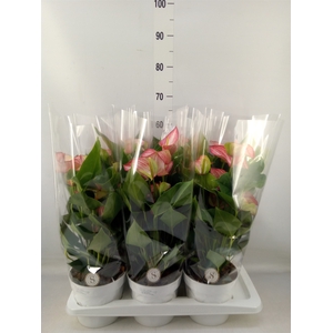 Anthurium andr. 'Livium Red'