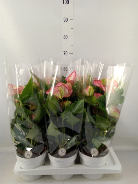 <h4>Anthurium andr. 'Livium Red'</h4>