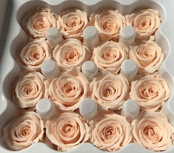 Roos Ava Almond Cream