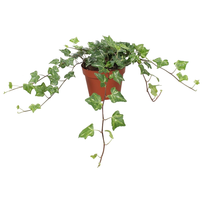 <h4>Hedera helix Kolibri</h4>