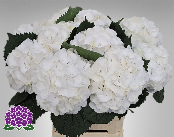 <h4>HYDR M MY AKITO</h4>