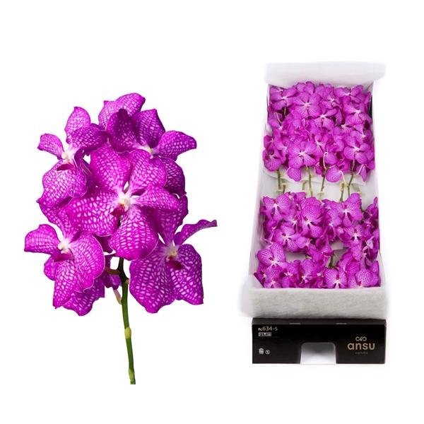 <h4>Vanda 24 tak Pink Magic</h4>