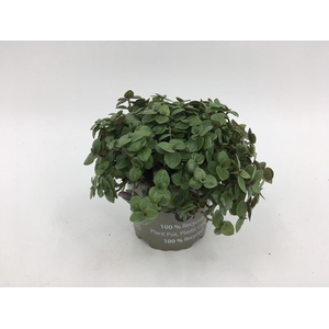 CALLISIA REPENS