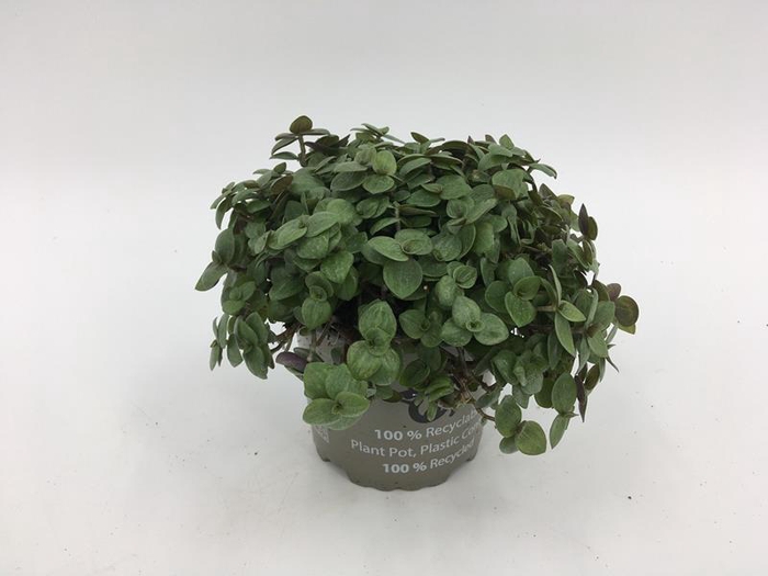 <h4>CALLISIA REPENS p10,5</h4>