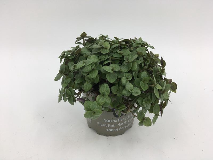 <h4>CALLISIA REPENS</h4>