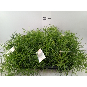 Rhipsalis baccifera 'Oasis'