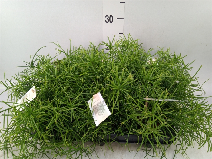<h4>Rhipsalis baccifera 'Oasis'</h4>