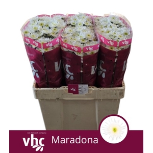 Chrys sa maaradona