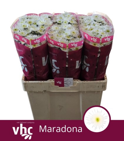 <h4>Chrys sa maaradona</h4>