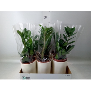 Zamioculcas zamiifolia