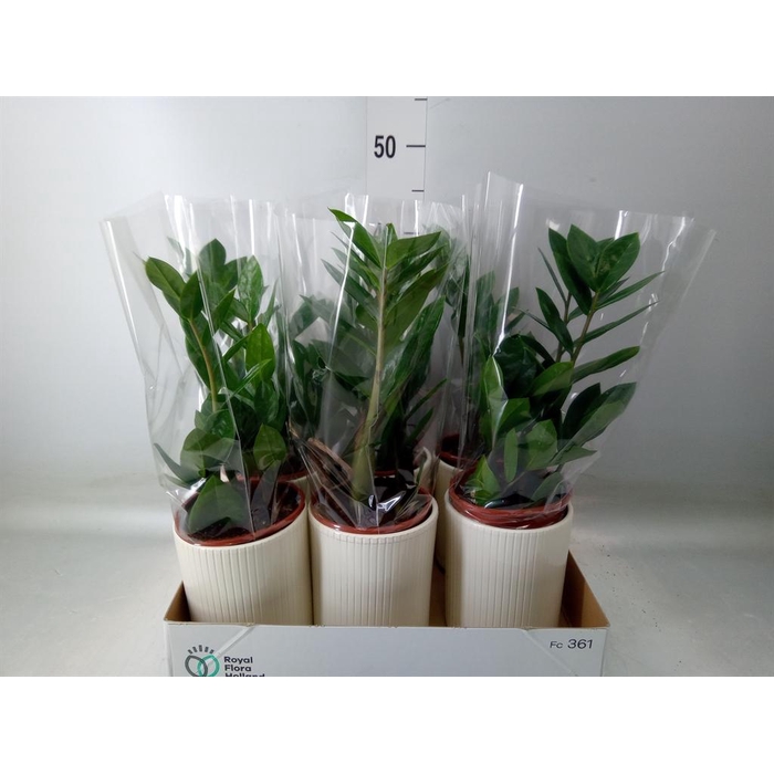 <h4>Zamioculcas zamiifolia</h4>