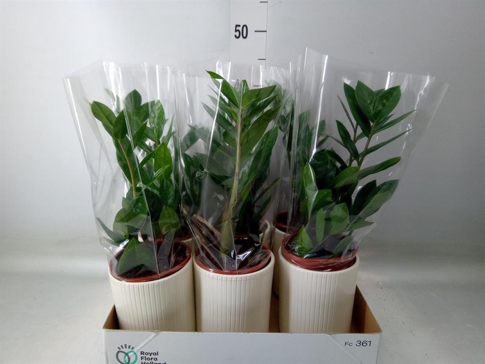 Zamioculcas zamiifolia