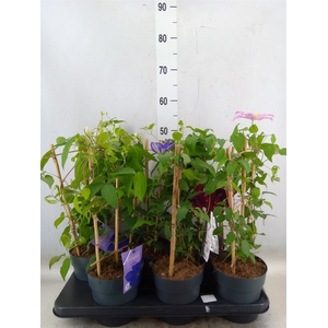 Clematis  'Boulevard'   ...mix