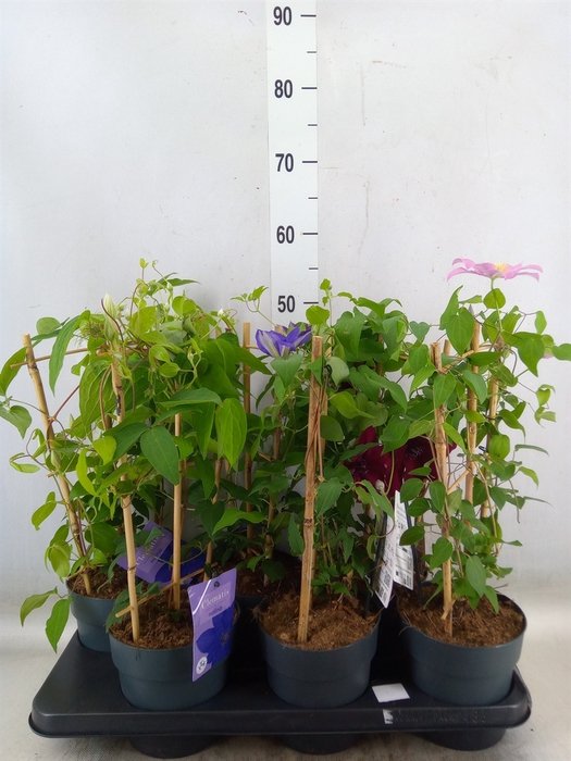 <h4>Clematis  'Boulevard'   ...mix</h4>