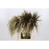 Miscanthus Kl Bh Goud