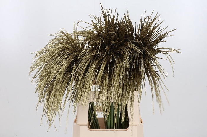 Miscanthus Kl Bh Goud