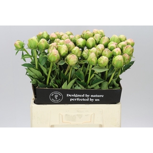 Paeonia In Full Sail