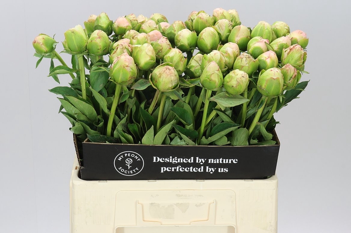 <h4>Paeonia In Full Sail</h4>