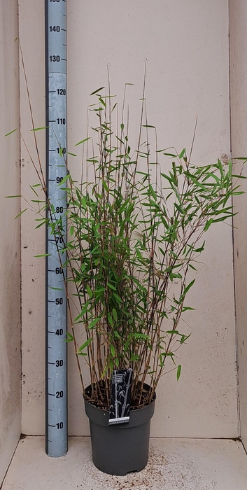 Farg Nit Black Pearl