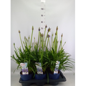 Agapanthus  'Amourette Shock Blue'