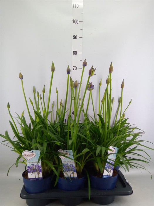 <h4>Agapanthus  'Amourette Shock Blue'</h4>