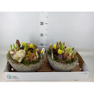 Arr.   Bol/Knolgewas L%