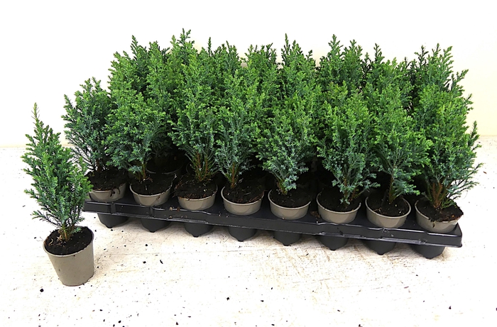 <h4>CHAM L ELLWOODII</h4>