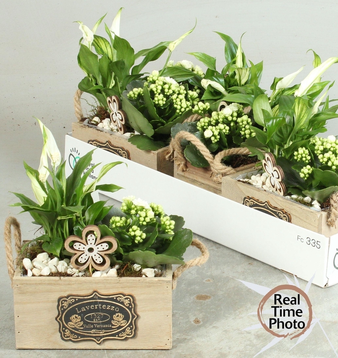 <h4>ARR KAMERPL</h4>