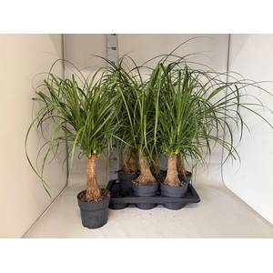 BEAUCARNEA RECUR
