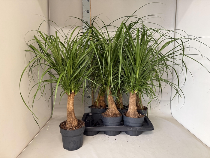 <h4>BEAUCARNEA RECUR</h4>