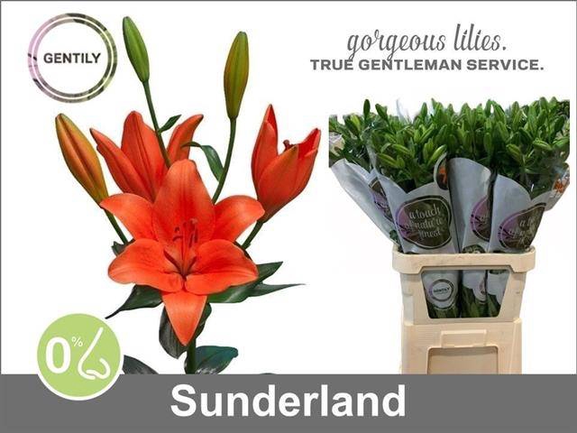 <h4>LI LA SUNDERLAND</h4>