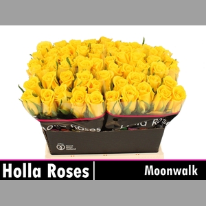 R GR MOONWALK