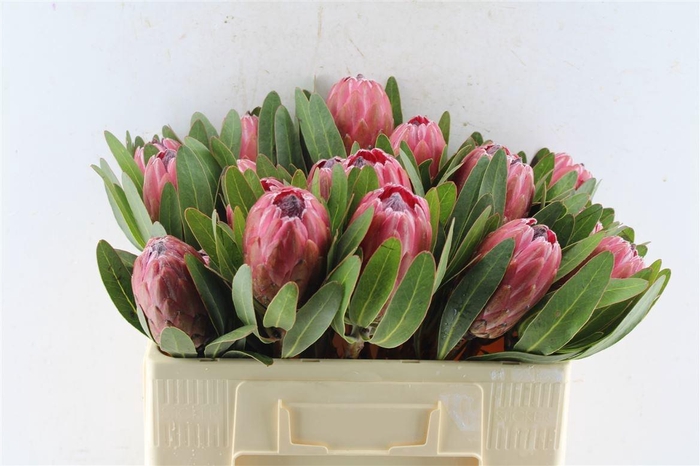 <h4>PROTEA LANCELOT</h4>