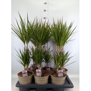 Dracaena marg.