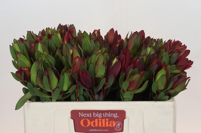 <h4>Leucadendron Senorita</h4>