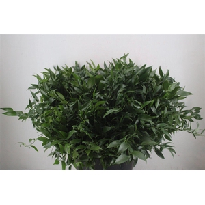 Ruscus Short 300gram P Bunch