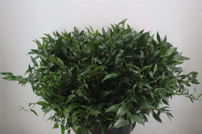 <h4>Ruscus Short 300gram P Bunch</h4>