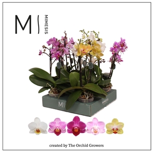 Phalaenopsis Mix 2 spike – 7cm Less Plastic | Mimesis