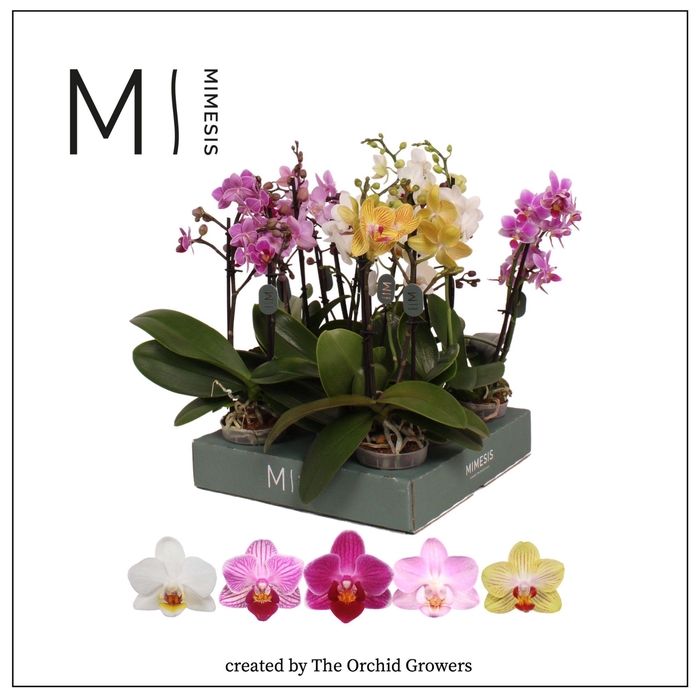 <h4>Phalaenopsis Mix 2 spike – 7cm Less Plastic | Mimesis</h4>