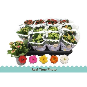 Kalanchoe bl Calandiva mix 9Ø 19cm