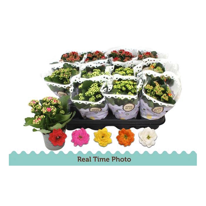 <h4>Kalanchoe bl Calandiva mix 9Ø 19cm</h4>