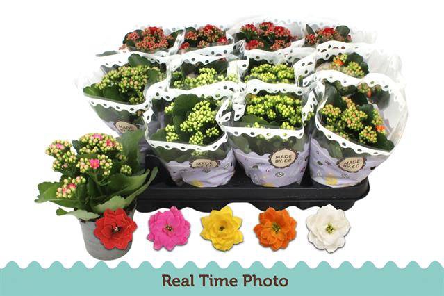 Kalanchoe bl Calandiva mix 9Ø 19cm