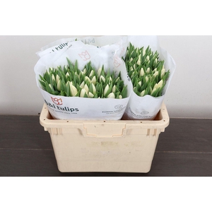 Tulipa EN 'Update'