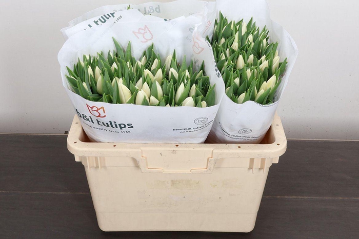 <h4>Tulipa EN 'Update'</h4>
