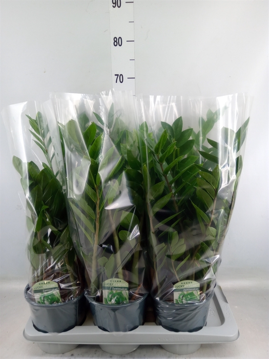 <h4>Zamioculcas zamiifolia</h4>