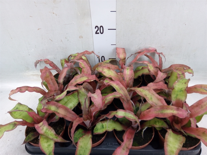 <h4>Cryptanthus bivittatus</h4>