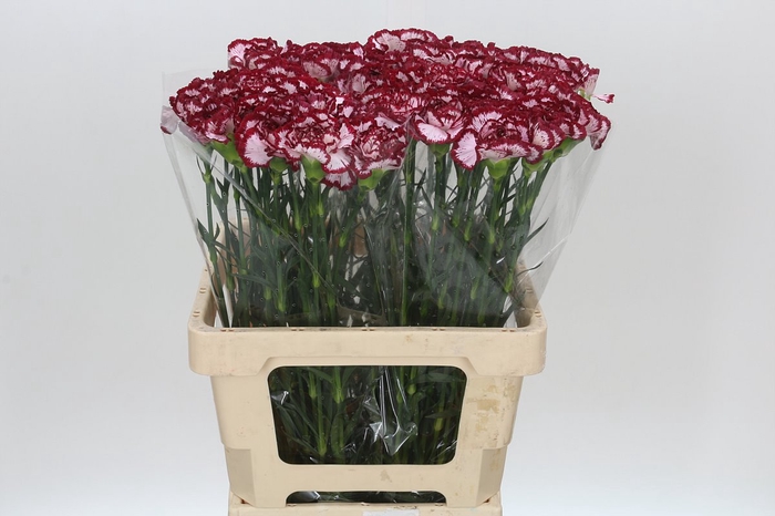 <h4>Dianthus St Bacarat</h4>