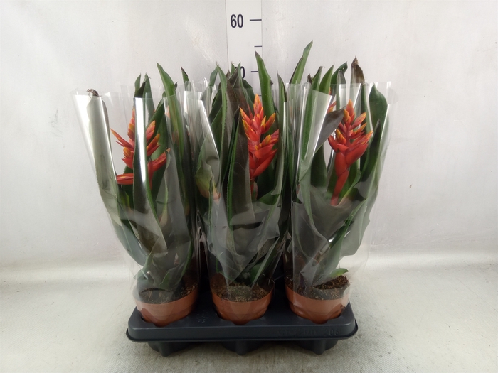 <h4>Aechmea  'Pepita Elegant Flames'</h4>