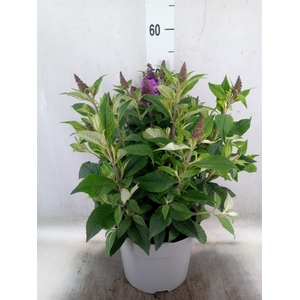 Buddleja   ...